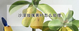 沙漠玫瑰黄叶怎么处理,第1图