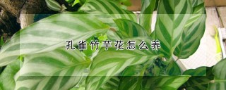 孔雀竹芋花怎么养,第1图