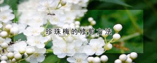 珍珠梅的修剪方法,第1图