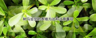 树马齿苋的养殖方法和注意事项,第1图