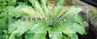 蕨类植物可以养在室内吗,第1图