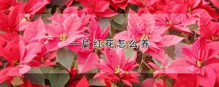 一片红花怎么养,第1图