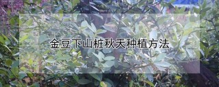 金豆下山桩秋天种植方法,第1图