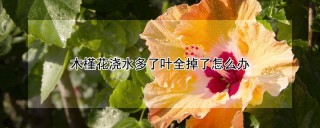 木槿花浇水多了叶全掉了怎么办,第1图