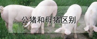 公猪和母猪区别,第1图