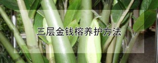 三层金钱榕养护方法,第1图