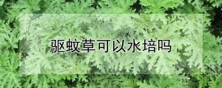 驱蚊草可以水培吗,第1图