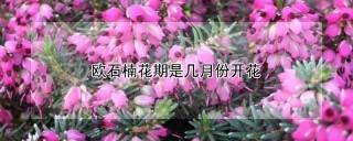 欧石楠花期是几月份开花,第1图