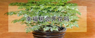 幸福树会开花吗,第1图