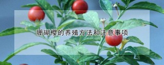 珊瑚樱的养殖方法和注意事项,第1图