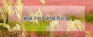 粉黛子什么时候开红花,第1图