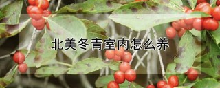 北美冬青室内怎么养,第1图