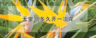 天堂鸟多久开一次花,第1图