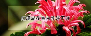 红珊瑚花室内养好不好,第1图