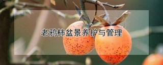 老鸦柿盆景养护与管理,第1图