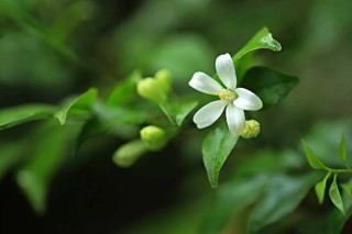 七里香花的养殖方法,第2图