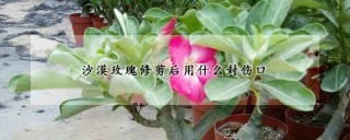 沙漠玫瑰修剪后用什么封伤口,第1图