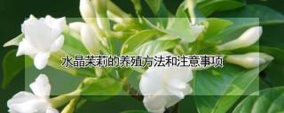 水晶茉莉的养殖方法和注意事项,第1图