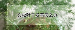 文松叶子发黄怎么办,第1图