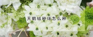 天鹅绒种球怎么种,第1图