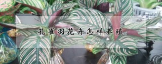 孔雀羽花卉怎样养殖,第1图