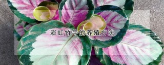 彩虹竹芋的养殖方法,第1图