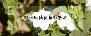 非洲凤仙花怎么繁殖,第1图