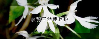 双肾子盆栽养护,第1图