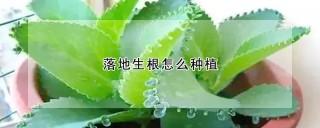 落地生根怎么种植,第1图