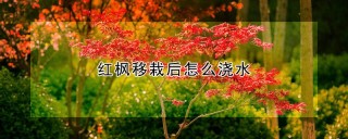 红枫移栽后怎么浇水,第1图