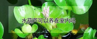 水葫芦可以养在室内吗,第1图