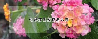 七彩变色龙花怎么养,第1图