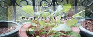 花里面有黑色的小飞虫怎么办,第1图