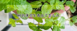 种的薄荷生青虫了怎么办,第1图