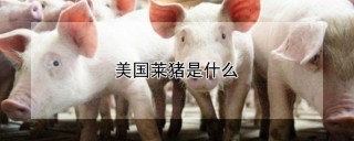 美国莱猪是什么,第1图