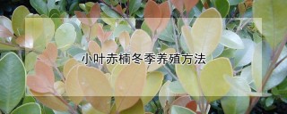 小叶赤楠冬季养殖方法,第1图