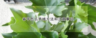 春芋怎么养殖方法和注意事项,第1图