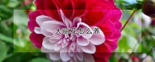 大丽花怎么养,第1图