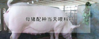 母猪配种当天喂料吗,第1图