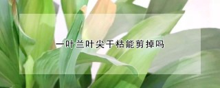 一叶兰叶尖干枯能剪掉吗,第1图