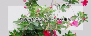 飘香藤的繁殖方法和注意事项,第1图