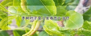 枣树叶子变小发卷怎么治疗,第1图