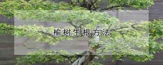 榆树生根方法,第1图