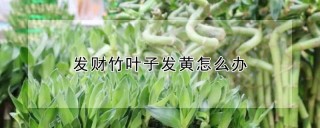 发财竹叶子发黄怎么办,第1图