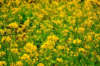 春天开什么花，迎春花/桃花/郁金香/油菜花等,第3图