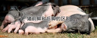 猪前脚和后脚的区别,第1图