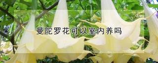 曼陀罗花可以室内养吗,第1图