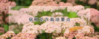 宿根花卉栽培要点,第1图