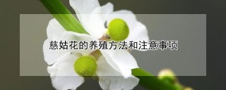 慈姑花的养殖方法和注意事项,第1图