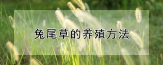 兔尾草的养殖方法,第1图